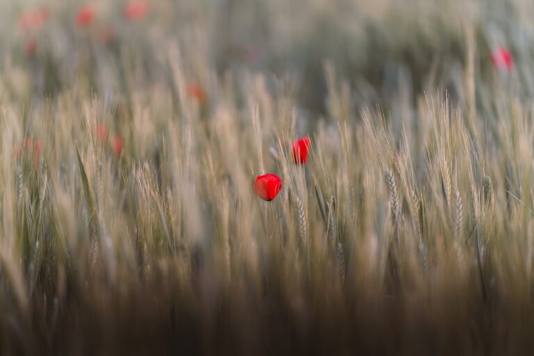 ahmetyuksek-poppy-flower-9788013